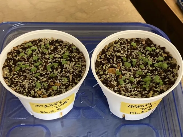 Echeveria agavoides 'Romeo' (エケベリア アガボイデス ロメオ)