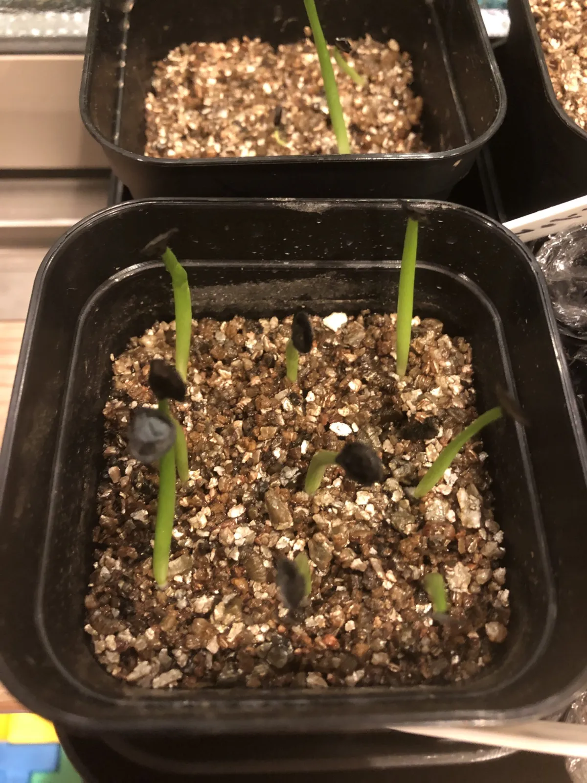 Agave gentryi La Escondida (アガベ ジェントリー ラ・エスコンディーダ)