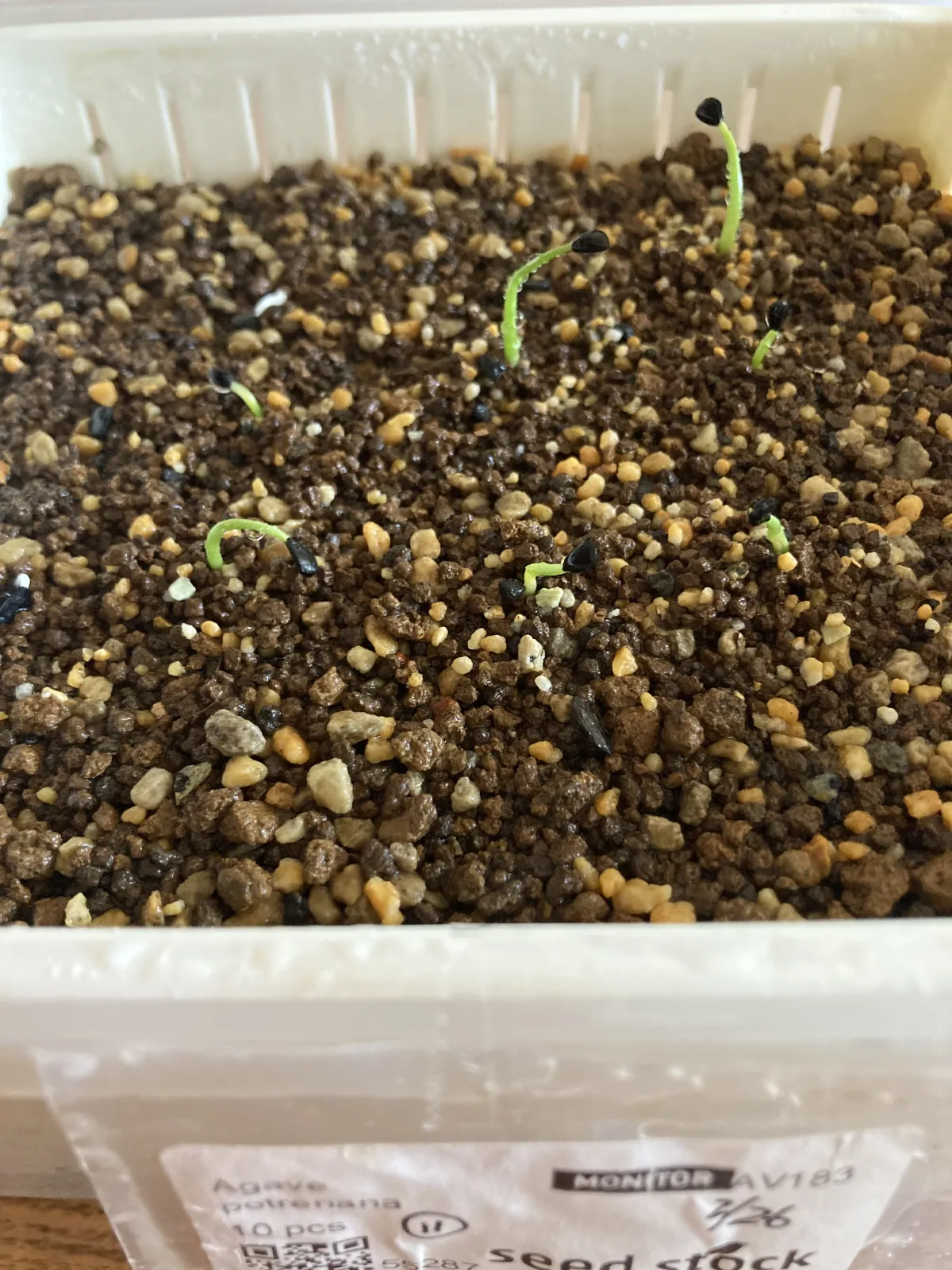 Agave potreriana (アガベ ポトレリアナ)