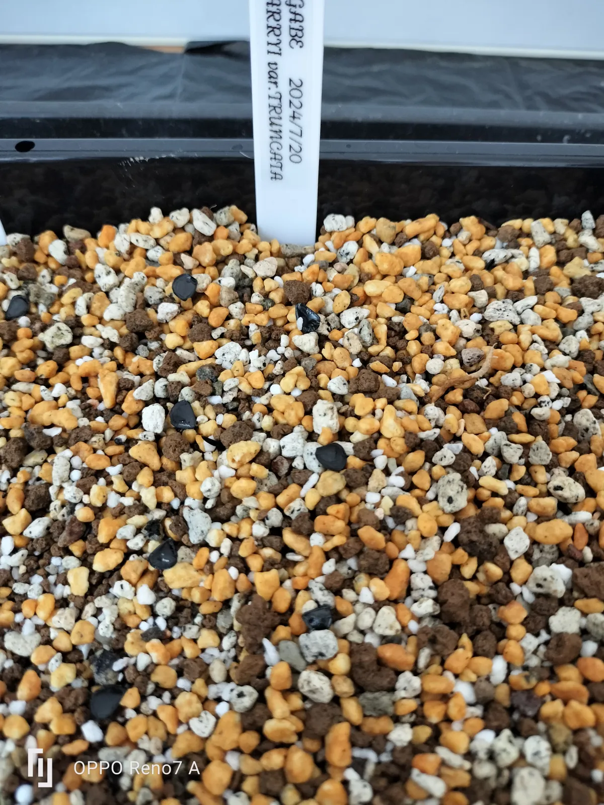 Agave parryi var. truncata (アガベ パリー トランカータ)