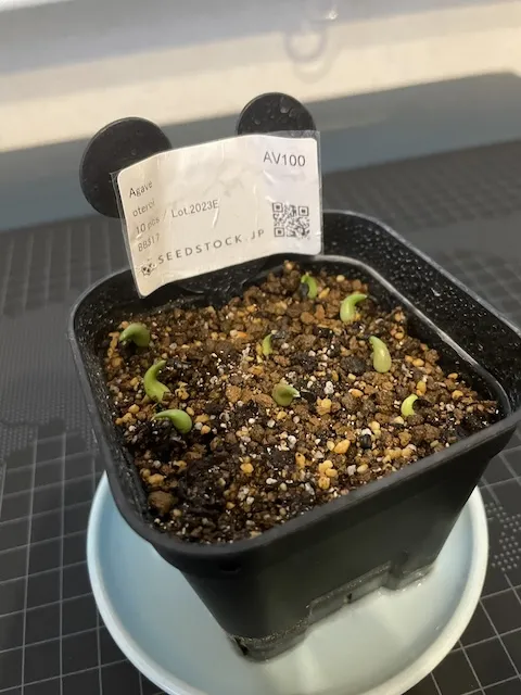 Agave oteroi (アガベ オテロイ)