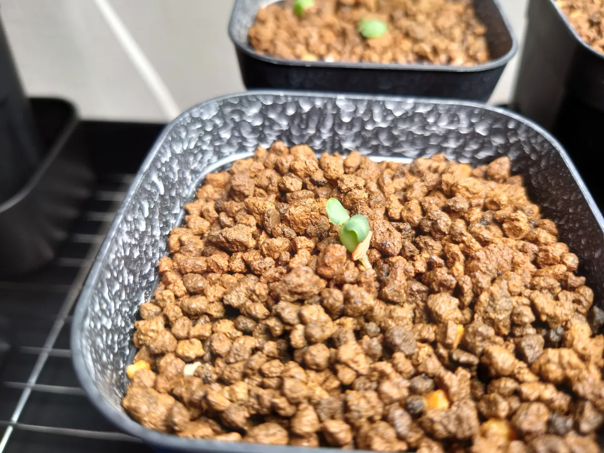 Pachypodium densiflorum var. densiflorum (パキポディウム デンシフローラム)