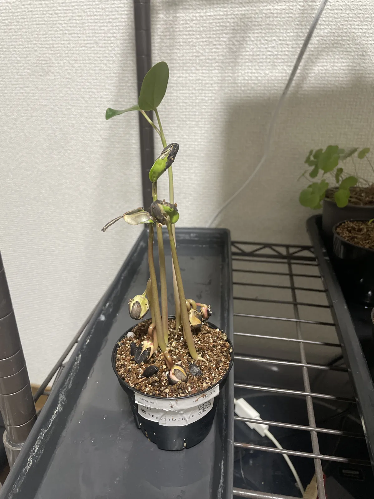 Jatropha podagrica (ヤトロファ ポダグリカ)