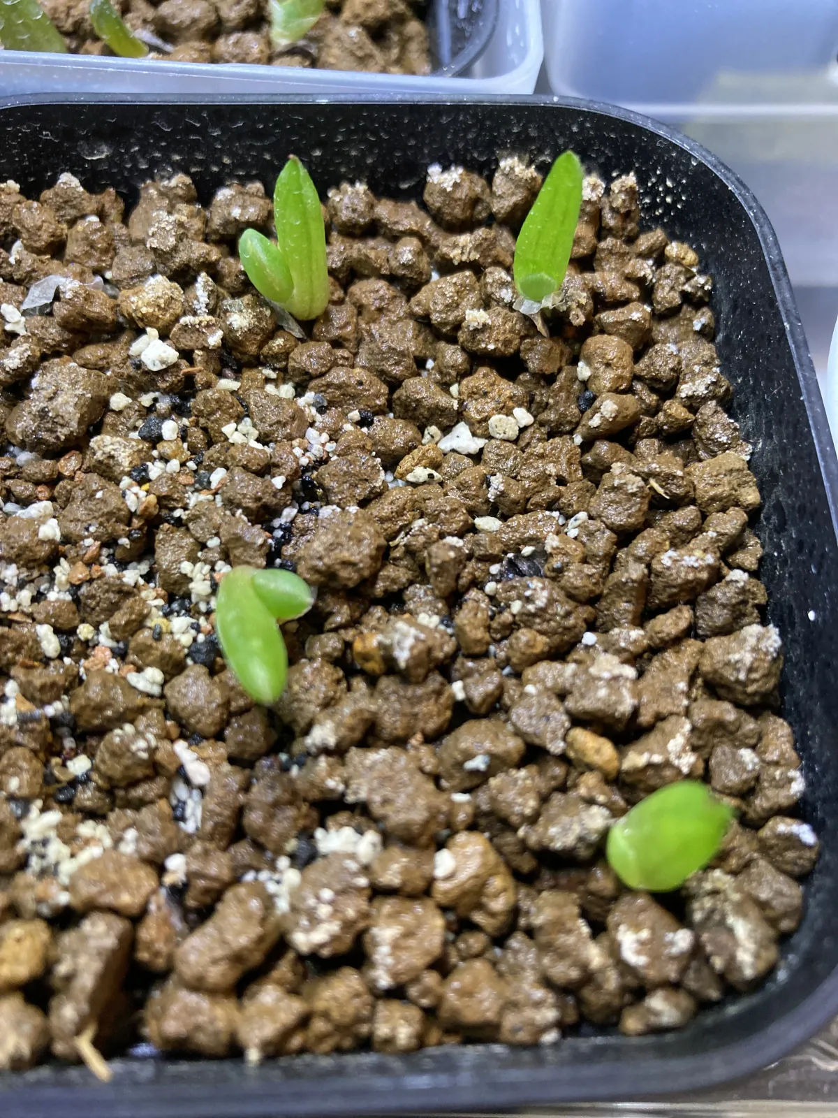 Aloe claviflora (アロエ クラビフローラ)