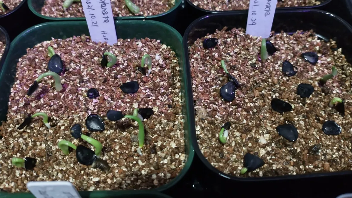 Agave applanata (アガベ アプラナータ 孫悟空)