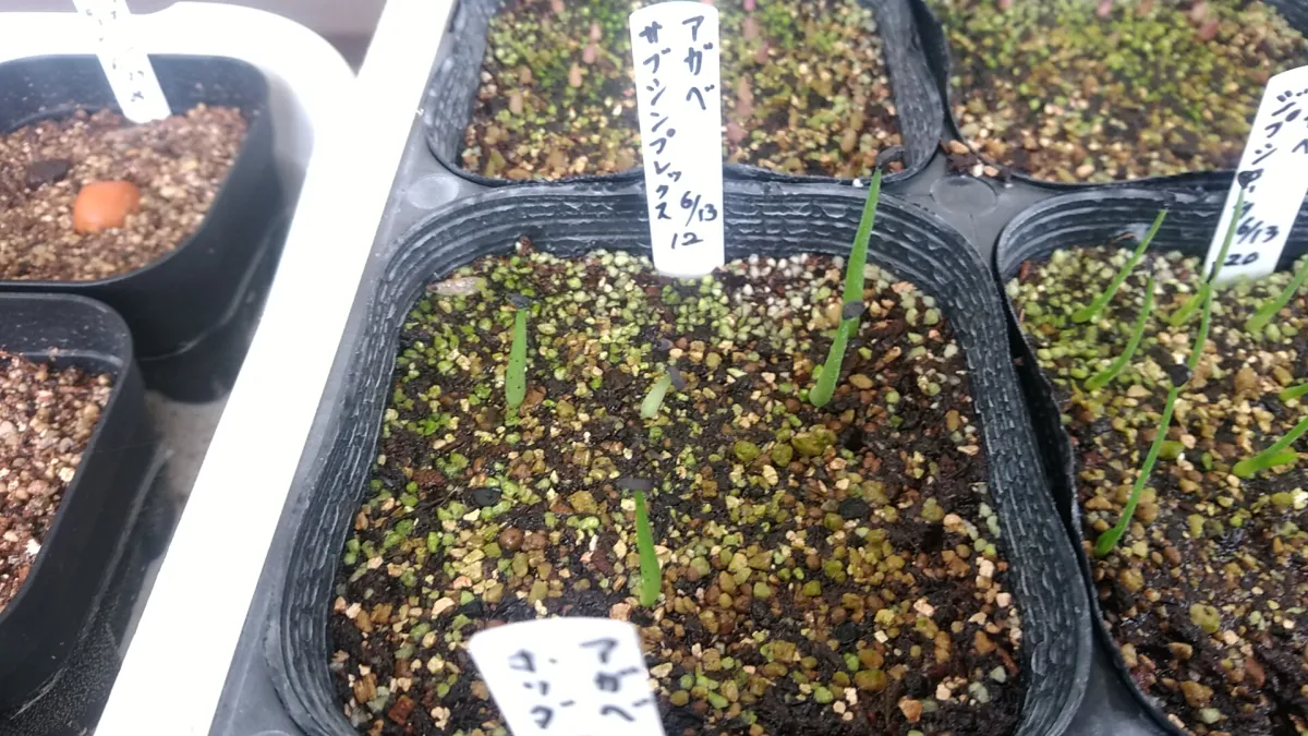 Agave subsimplex (アガベ サブシンプレックス)