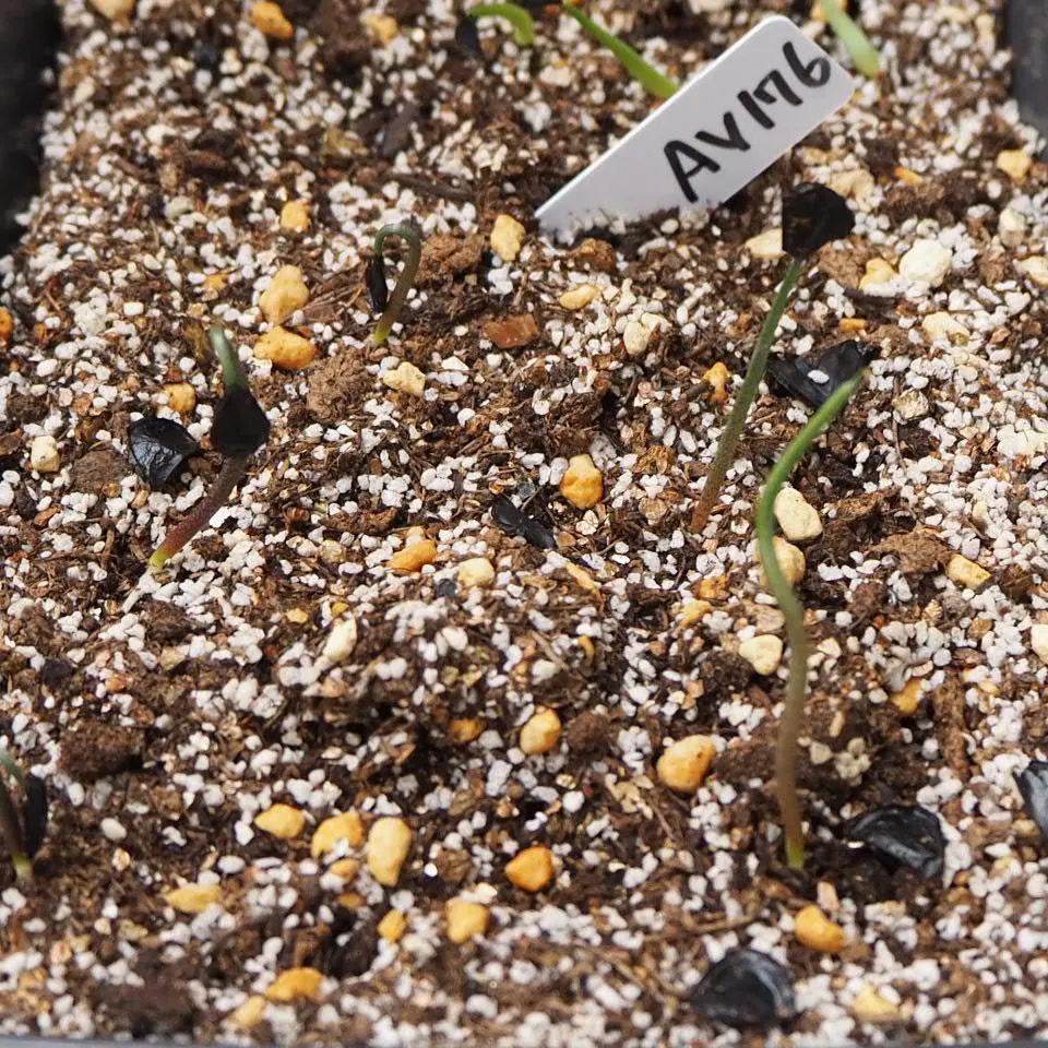 Agave hiemiflora (アガベ ヒエミフローラ)