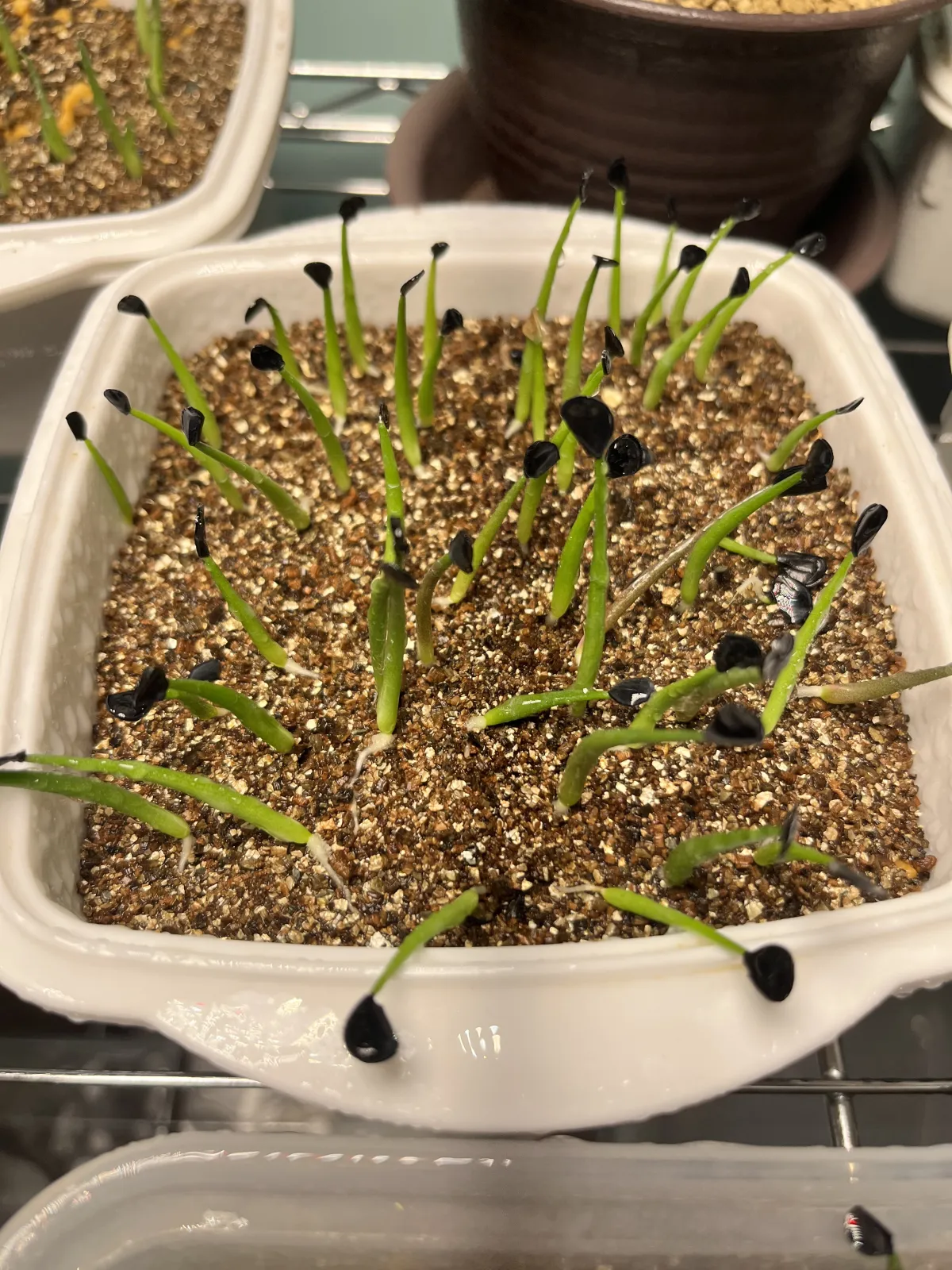 Agave parryi var. truncata (アガベ パリー トランカータ)