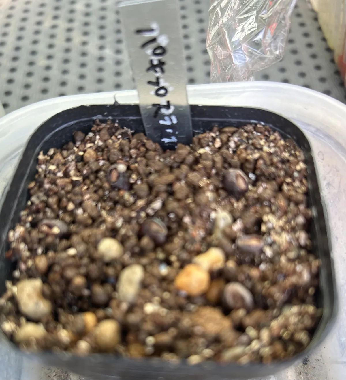 [無料種子] パキプスくじ