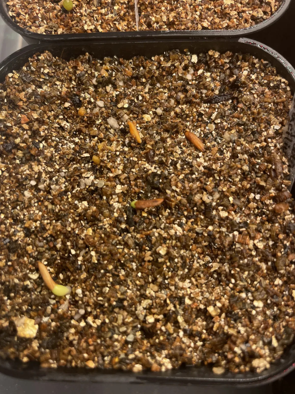 Pachypodium rosulatum var. gracilius (パキポディウム グラキリス)