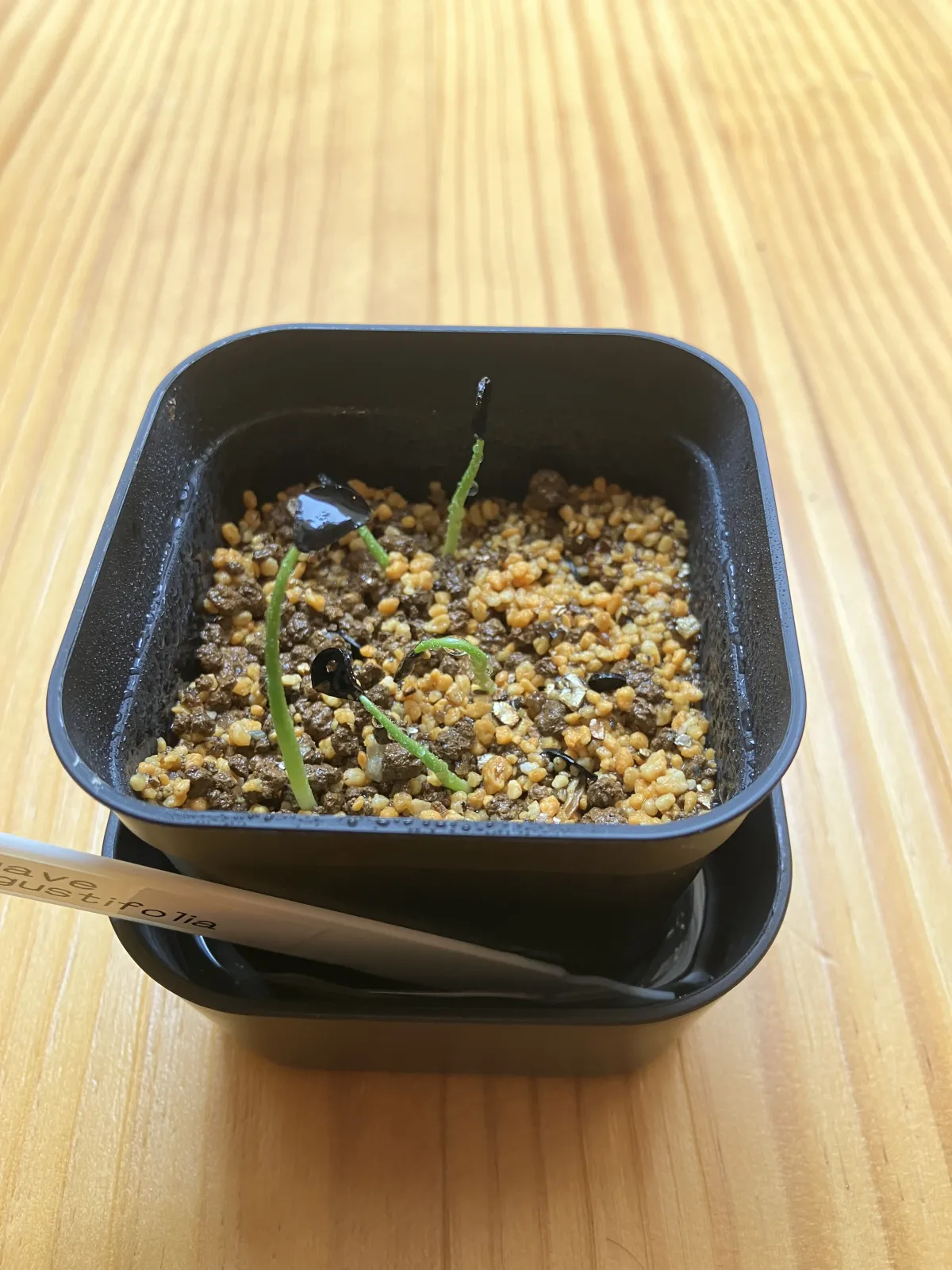 Agave angustifolia (アガベ アンガスティフォリア)