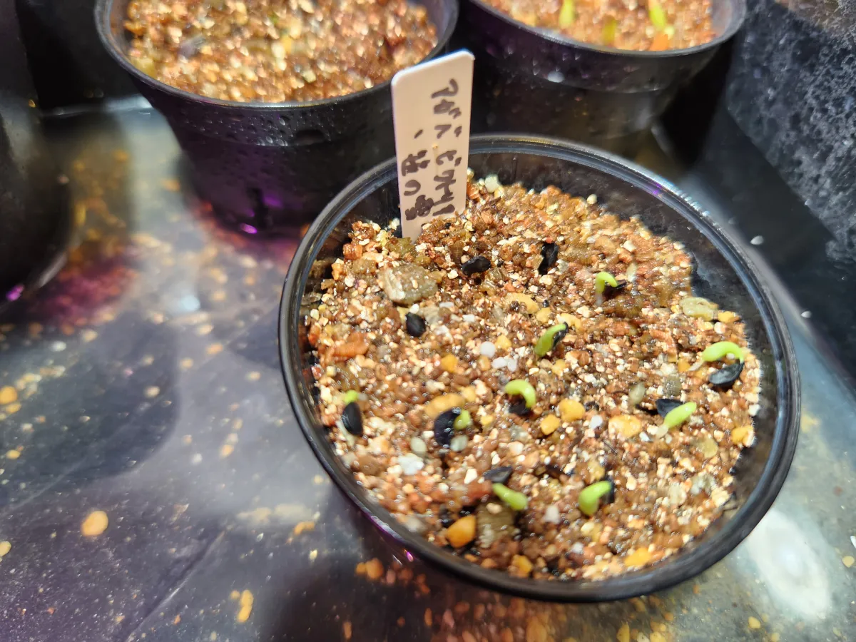 Agave victoriae-reginae (アガベ ビクトリアレジーナエ 笹の雪)