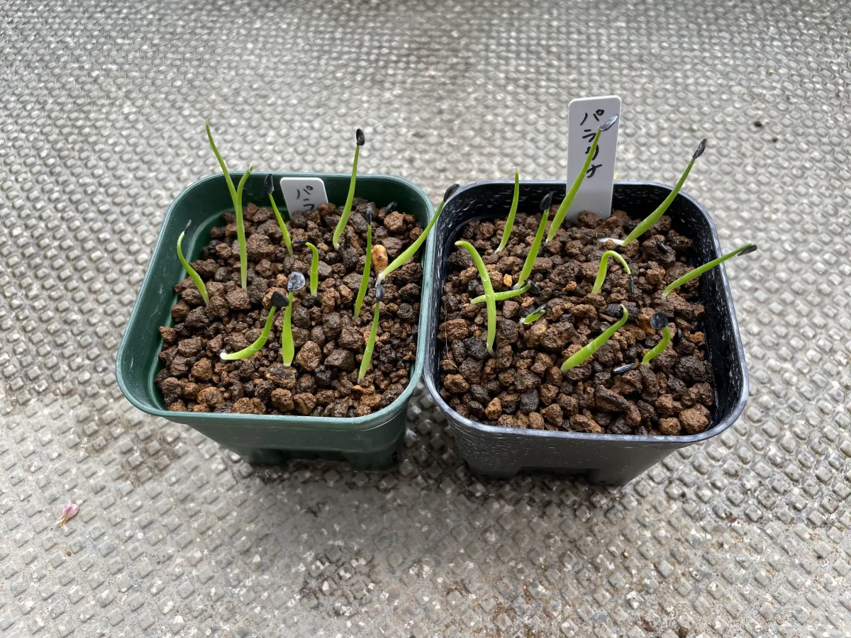 Agave parrasana (アガベ パラサナ)