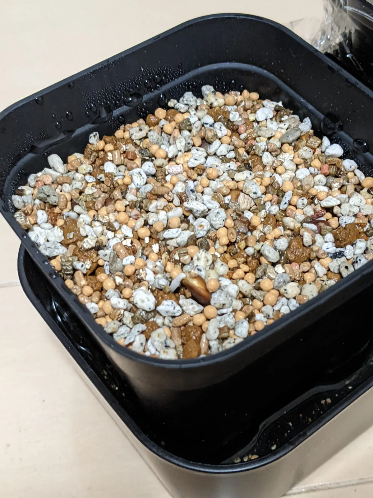 Commiphora kataf (コミフォラ カタフ)