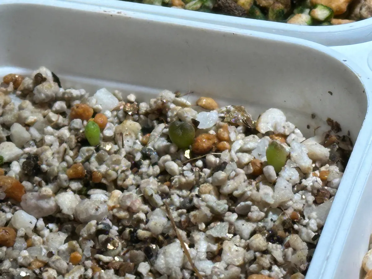 Astrophytum asterias cv. Super kabuto Super Kabuto (アストロフィツム スーパーカブト)