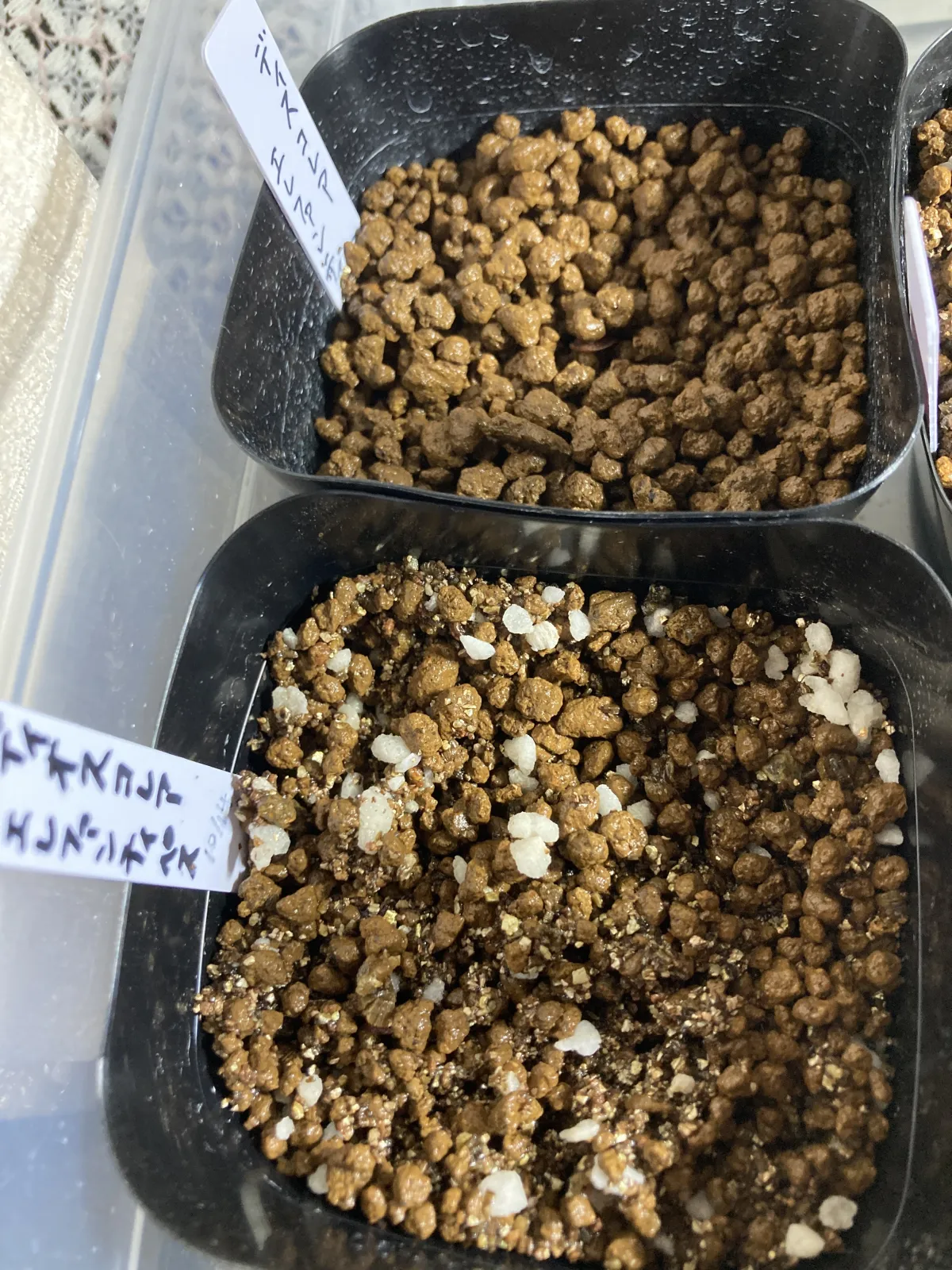 Dioscorea elephantipes (ディオスコレア エレファンティペス2023F)