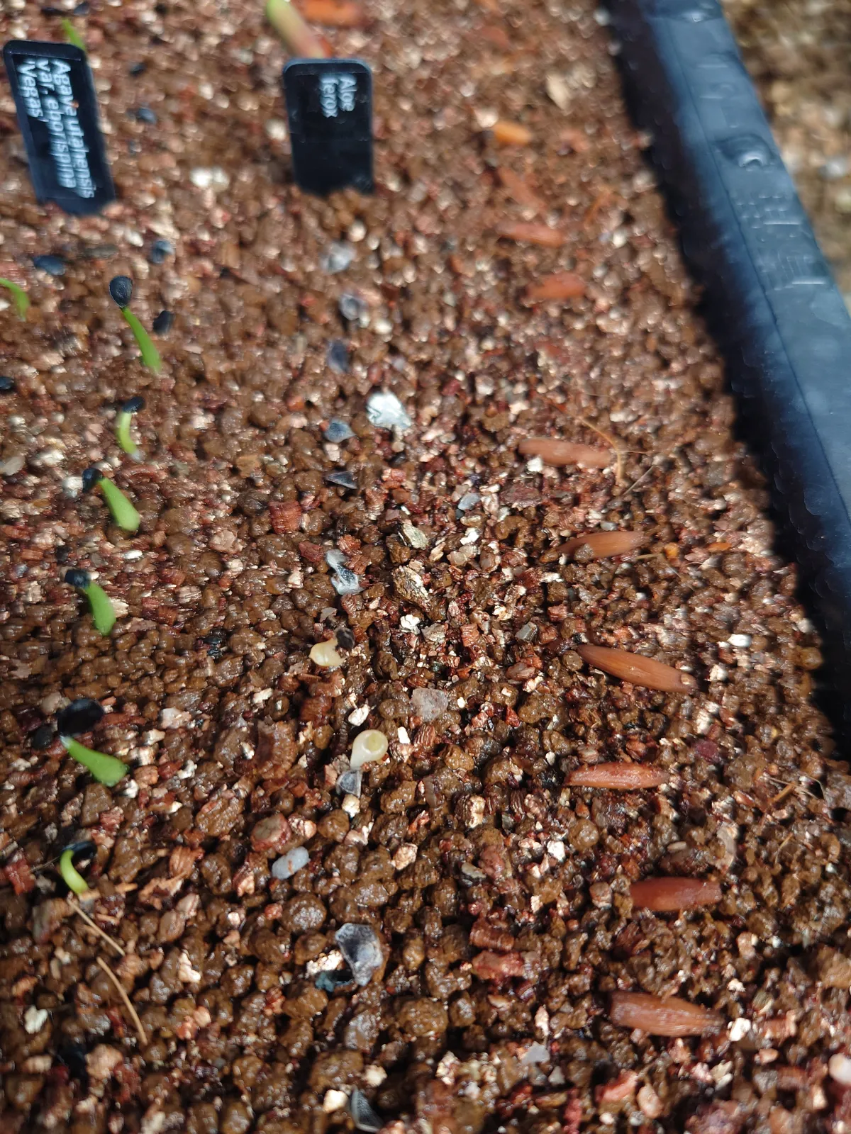 Agave utahensis var. eborispina 'Vegas' (アガベ エボリスピナ ヴェガス)