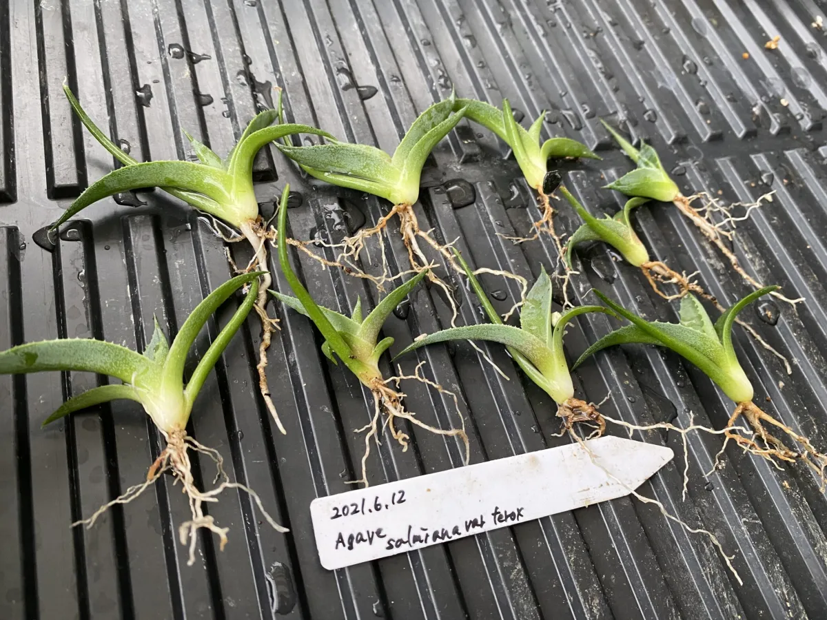 Agave salmiana var. ferox (アガベ フェロックス)