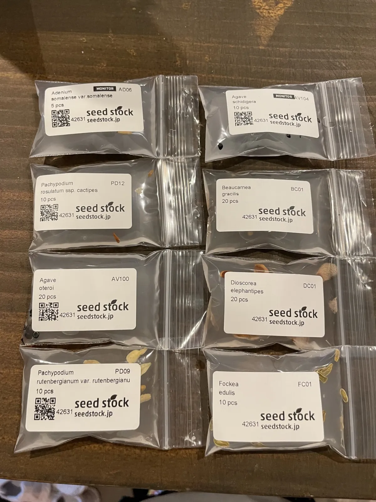 Dioscorea elephantipes (ディオスコレア エレファンティペス アフリカ亀甲竜)