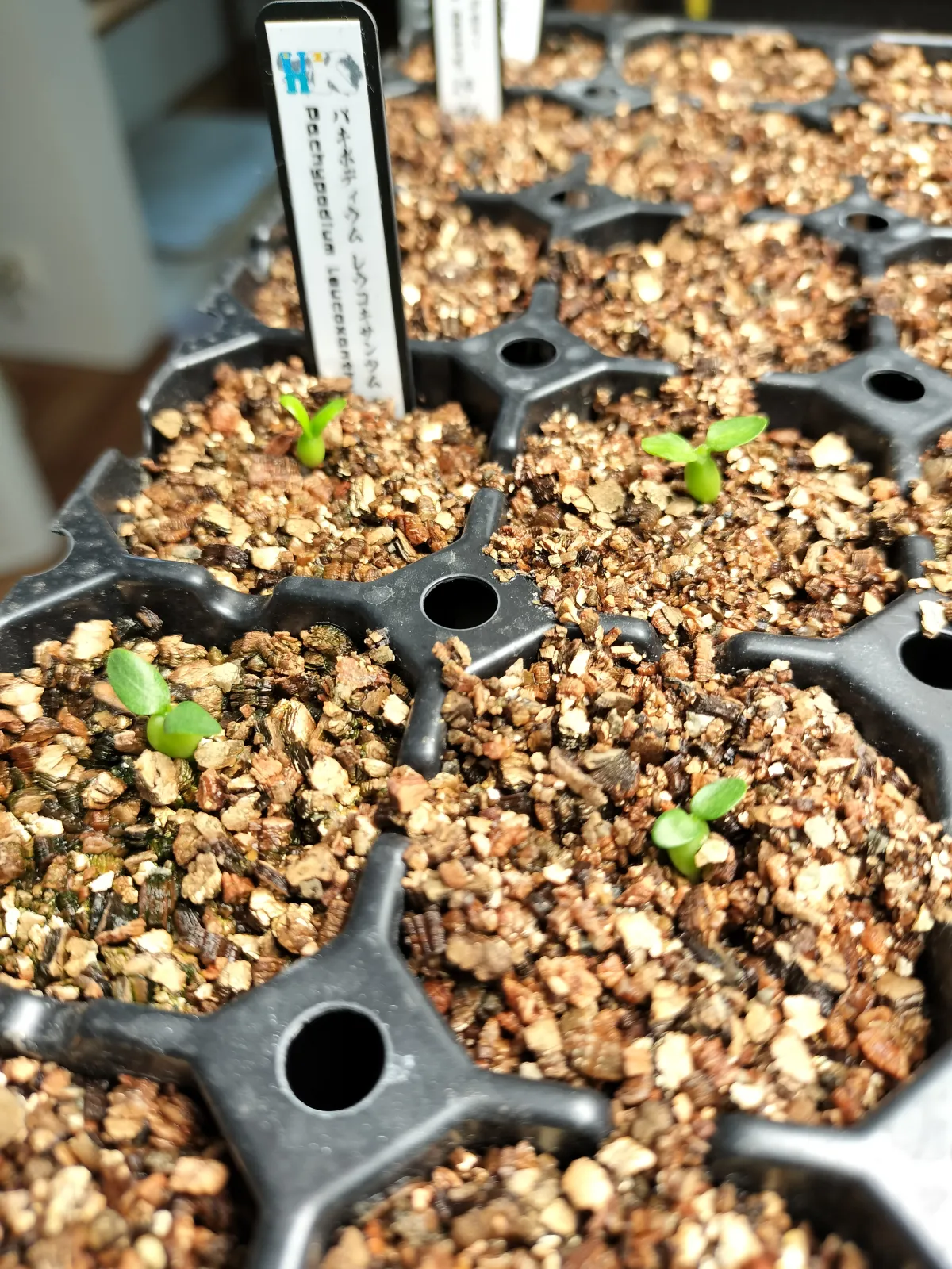 Pachypodium brevicaule subsp. leucoxanthum (パキポディウム レウコキサンツム)