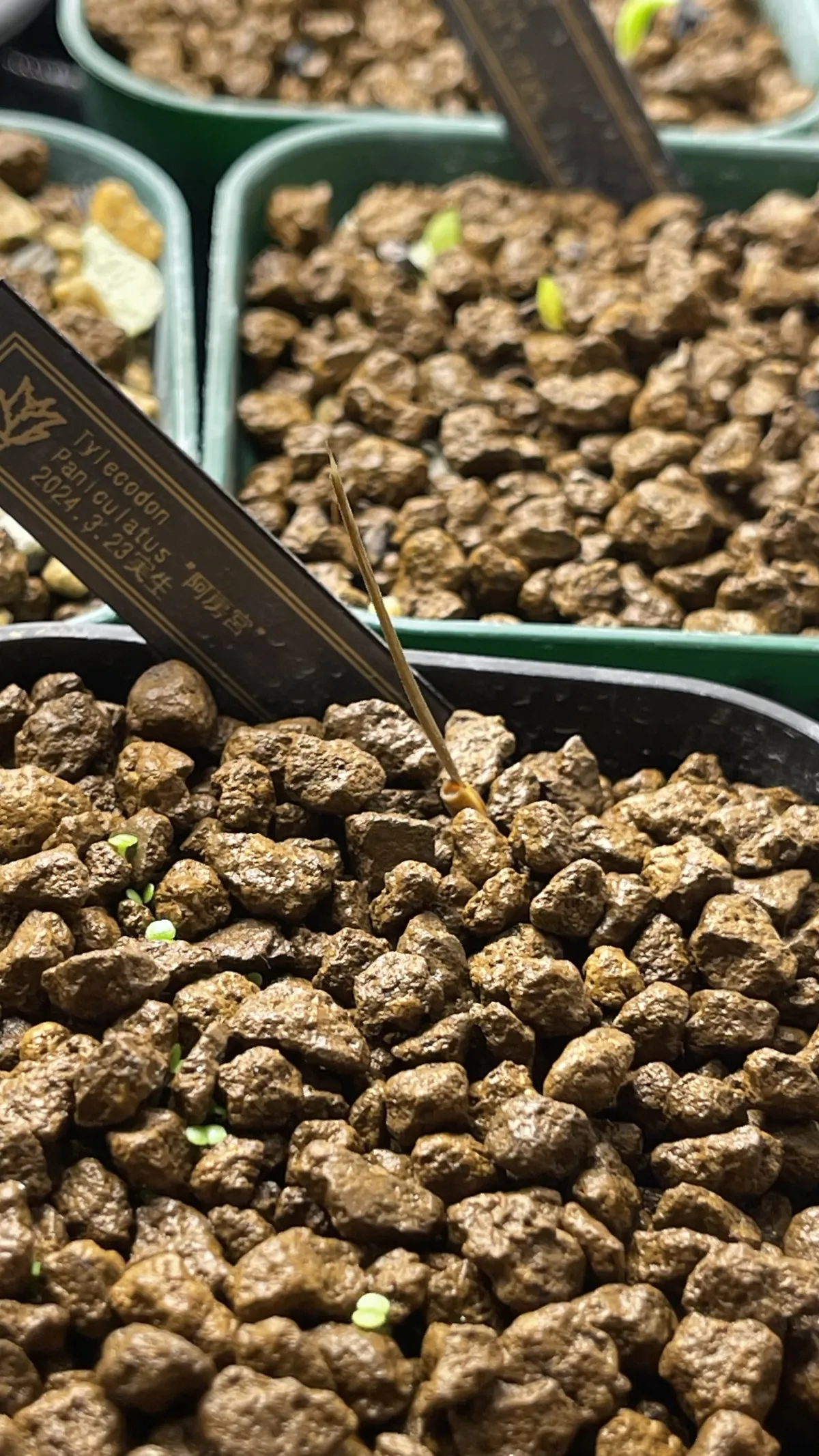 Tylecodon paniculatus (ティレコドン パニクラタス)