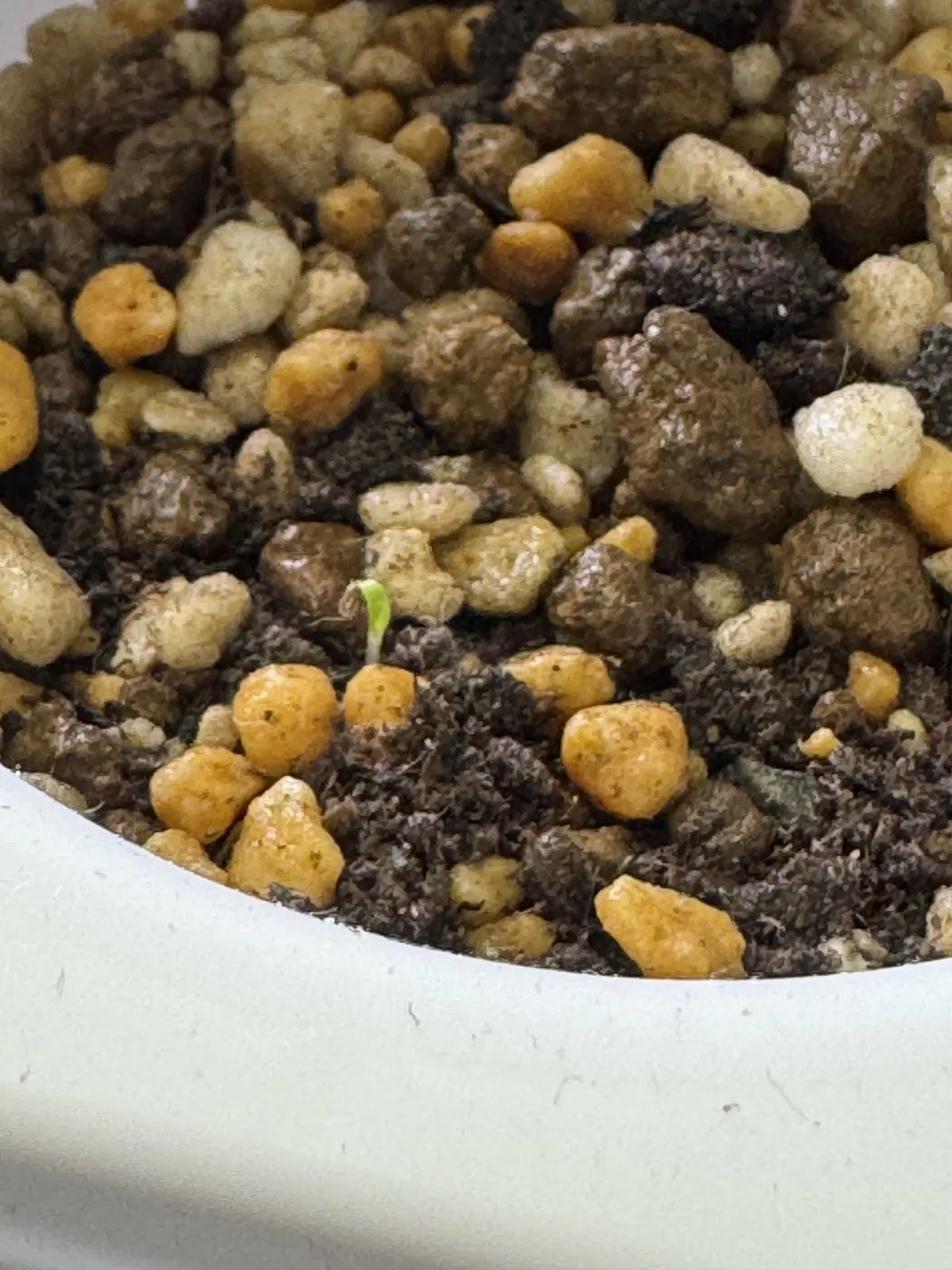 Puya weddelliana (プヤ ウェデリアナ)