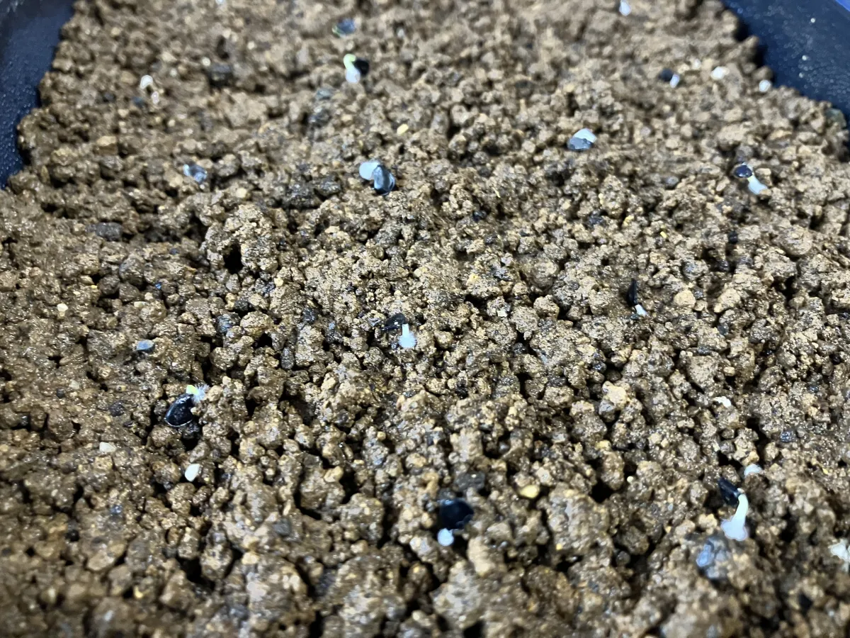 Agave utahensis var. eborispina (アガベ エボリスピナ)