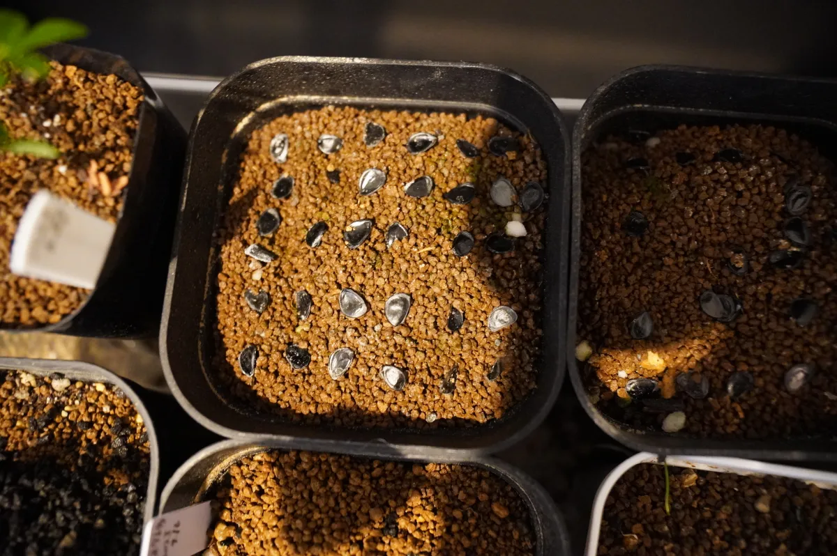 [チャレンジ種子] アガベ シャウィ（発芽難） Agave shawii subsp. shawii (発芽難)