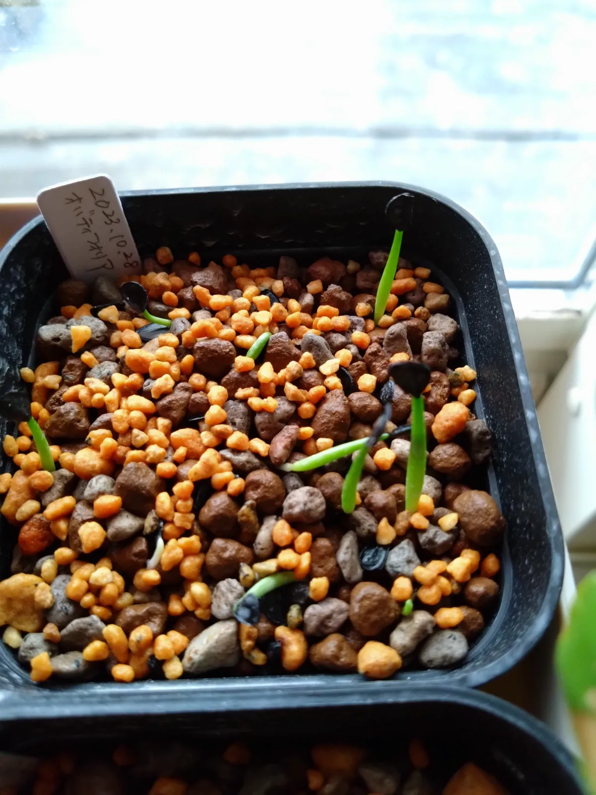 Agave ovatifolia (アガベ オバティフォリア)