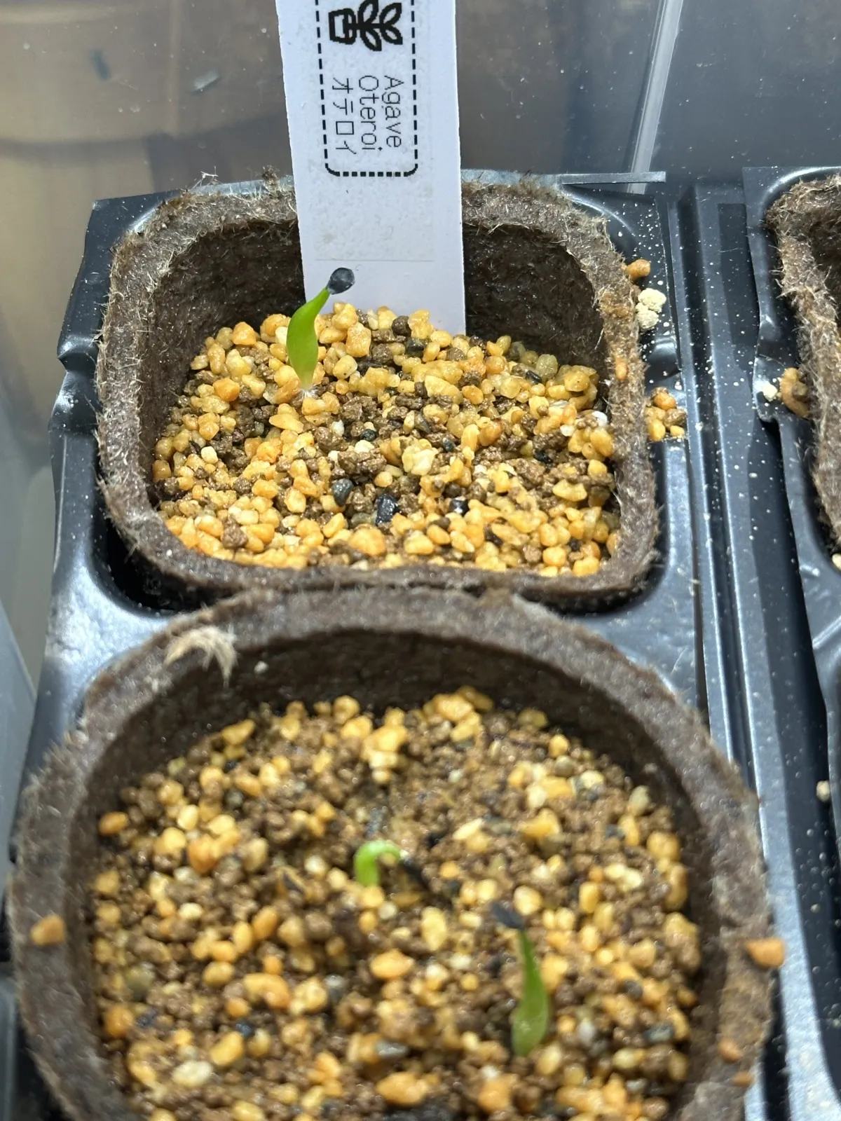 Agave oteroi (アガベ オテロイ)