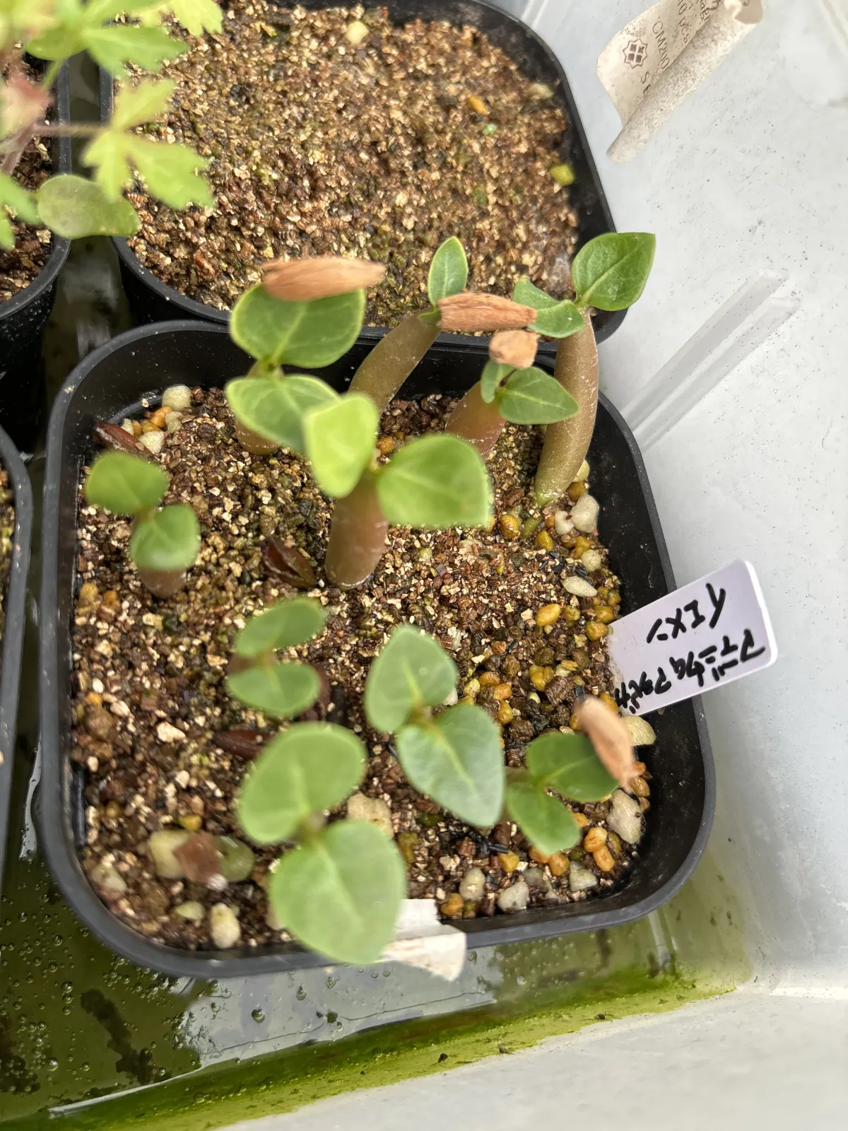 Adenium arabicum (アデニウム アラビカム イエメン)