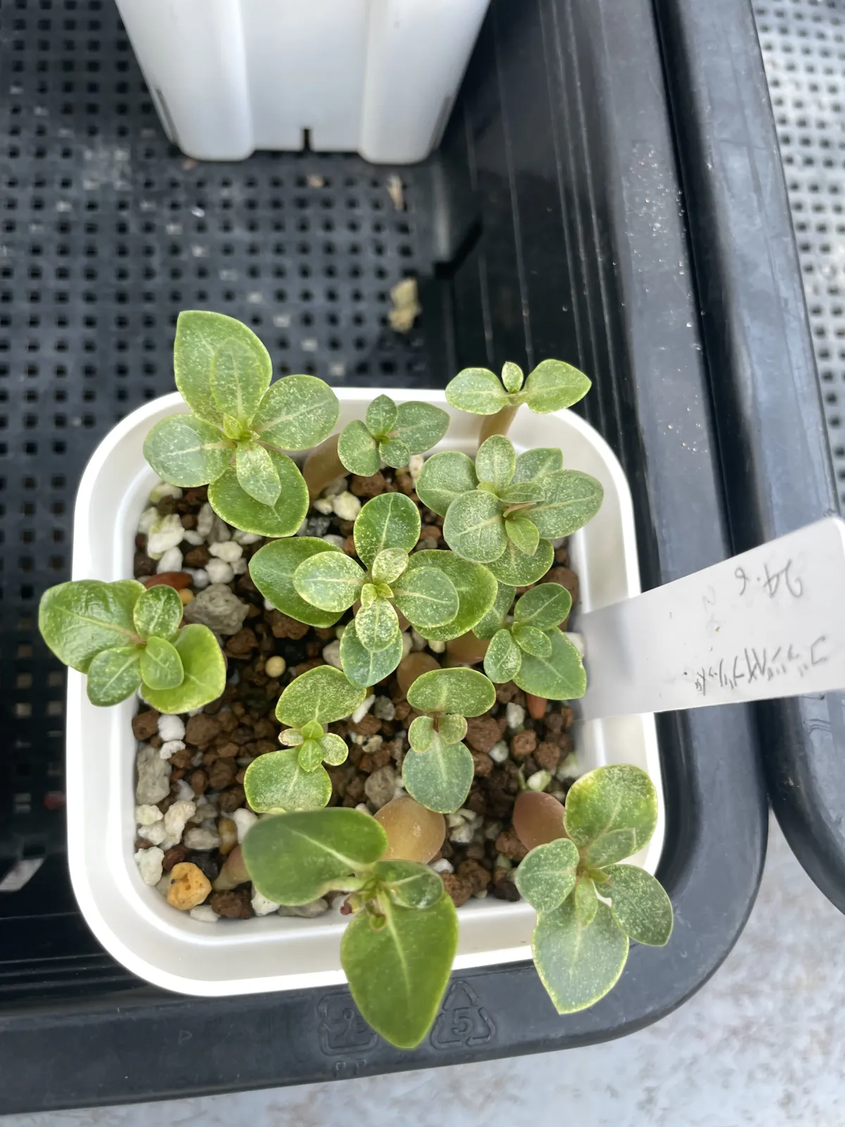 Adenium arabicum 'Godji hybrid' (アデニウム アラビカムゴッジハイブリッド)