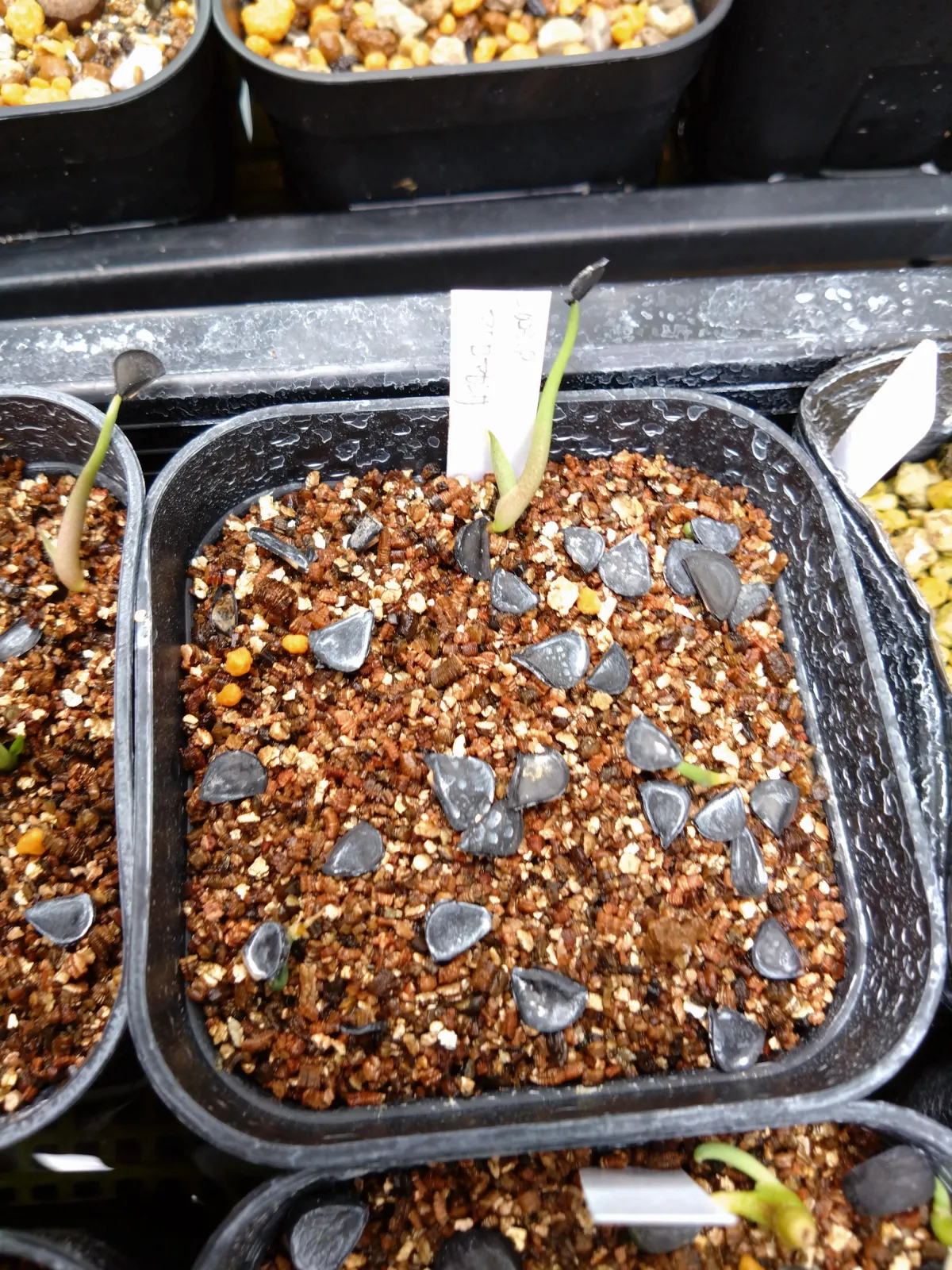 Agave macroacantha (アガベ マクロアカンサ 八荒殿)