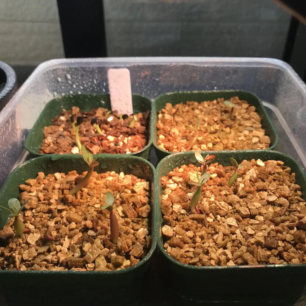 Pachypodium rosulatum var. gracilius (パキポディウム グラキリス)