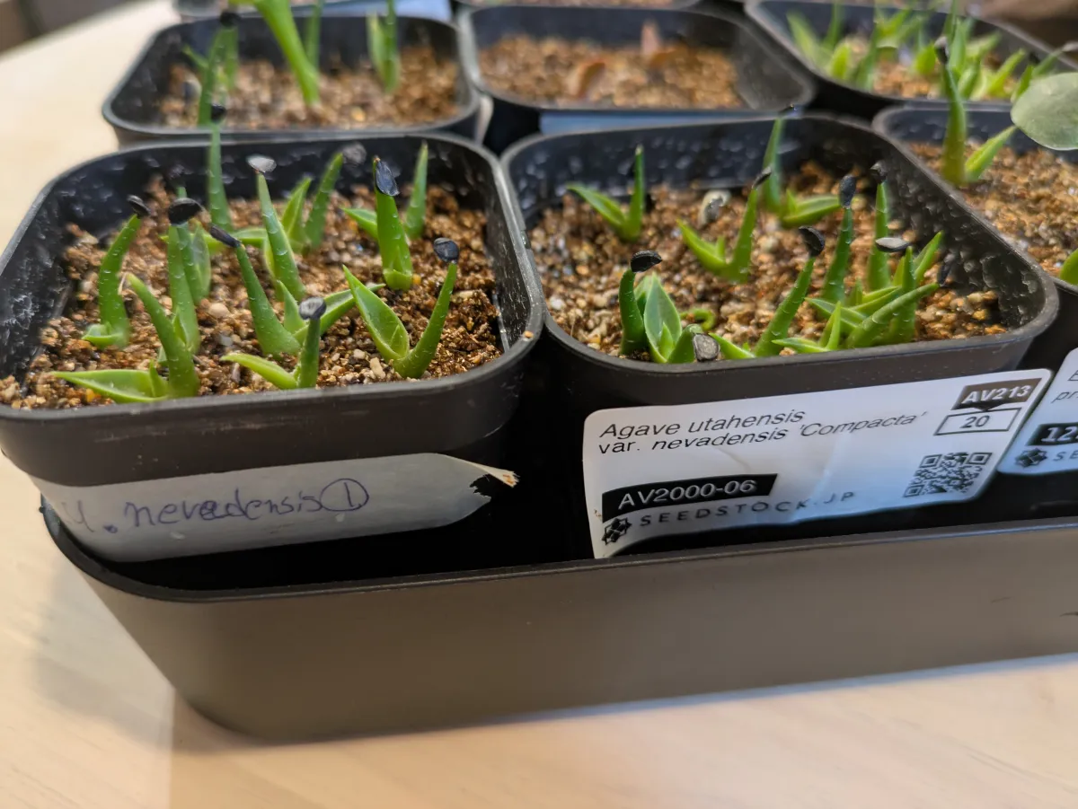 Agave utahensis var. nevadensis 'Compacta' (アガベ ネバデンシス コンパクタ)