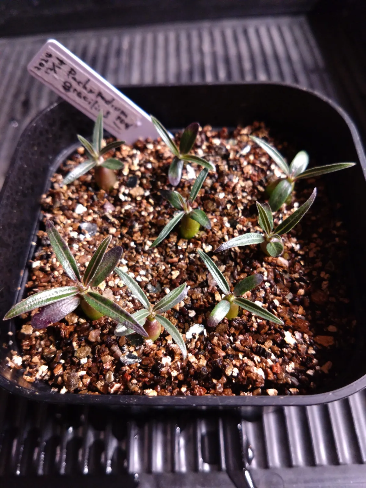 Pachypodium rosulatum var. gracilius (パキポディウム グラキリス)