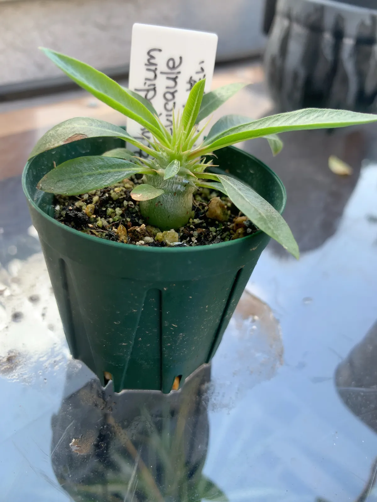 Pachypodium brevicaule subsp. leucoxanthum (パキポディウム レウコキサンツム)