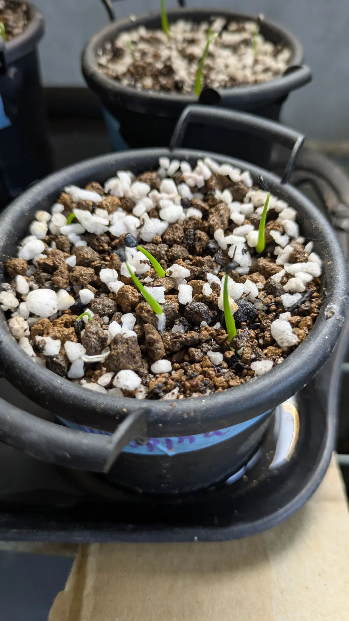 Agave utahensis var. eborispina (アガベ エボリスピナ)