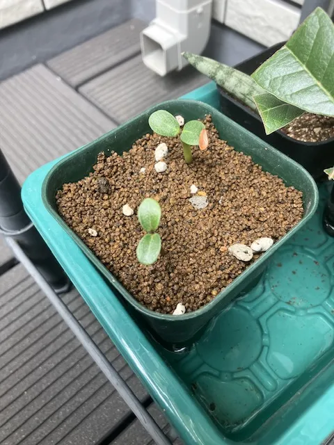 Pachypodium baronii (パキポディウム バロニー)