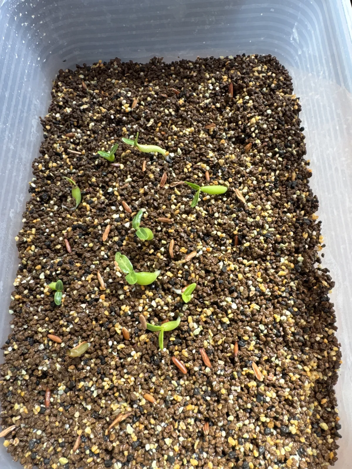 Pachypodium rosulatum var. gracilius (パキポディウム グラキリス)