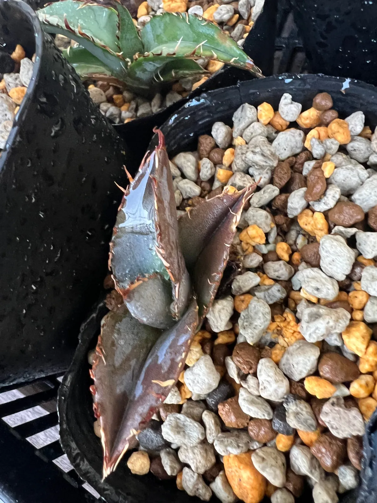 Agave titanota 'Blue' (アガベ チタノタブルー)