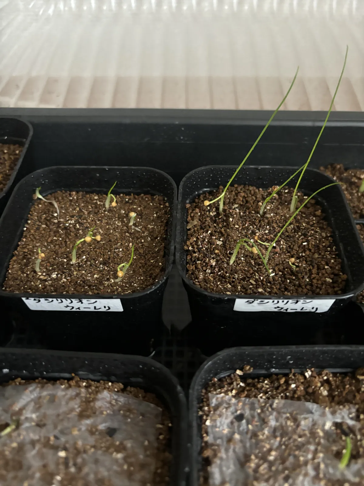 Dasylirion wheeleri (ダシリリオン ウィーレリ)