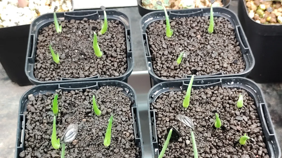 Agave utahensis var. eborispina 'Hayford' (アガベ エボリスピナ ヘイフォード)