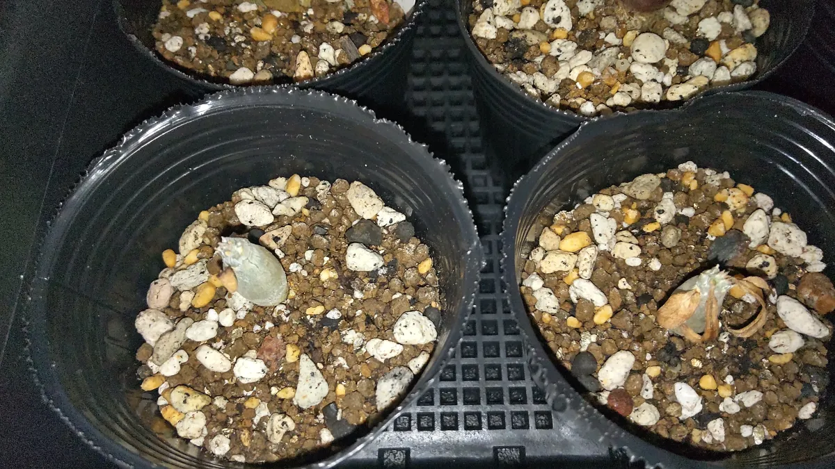 Pachypodium horombense (パキポディウム ホロンベンセ)