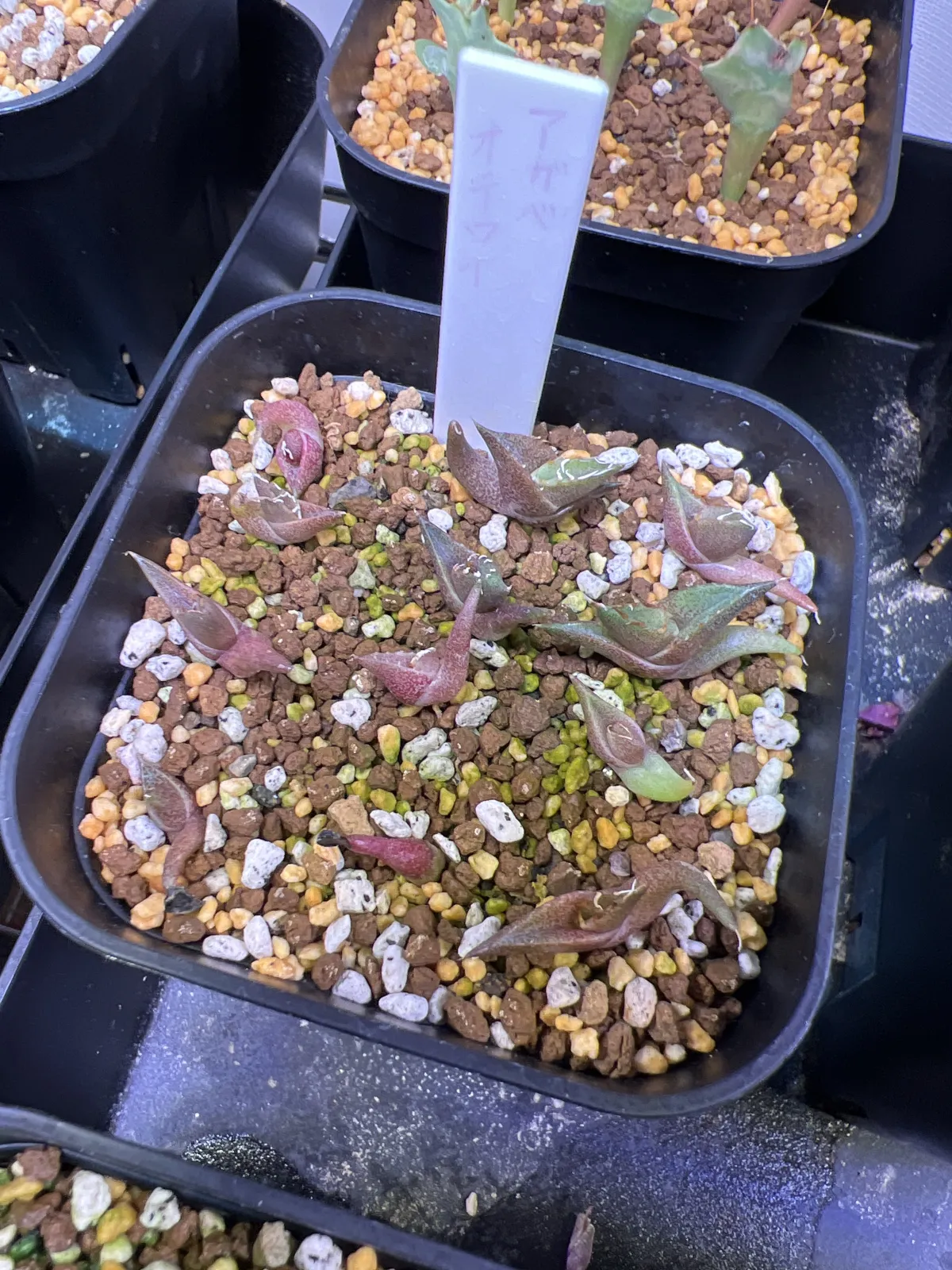 Agave oteroi (アガベ オテロイ)