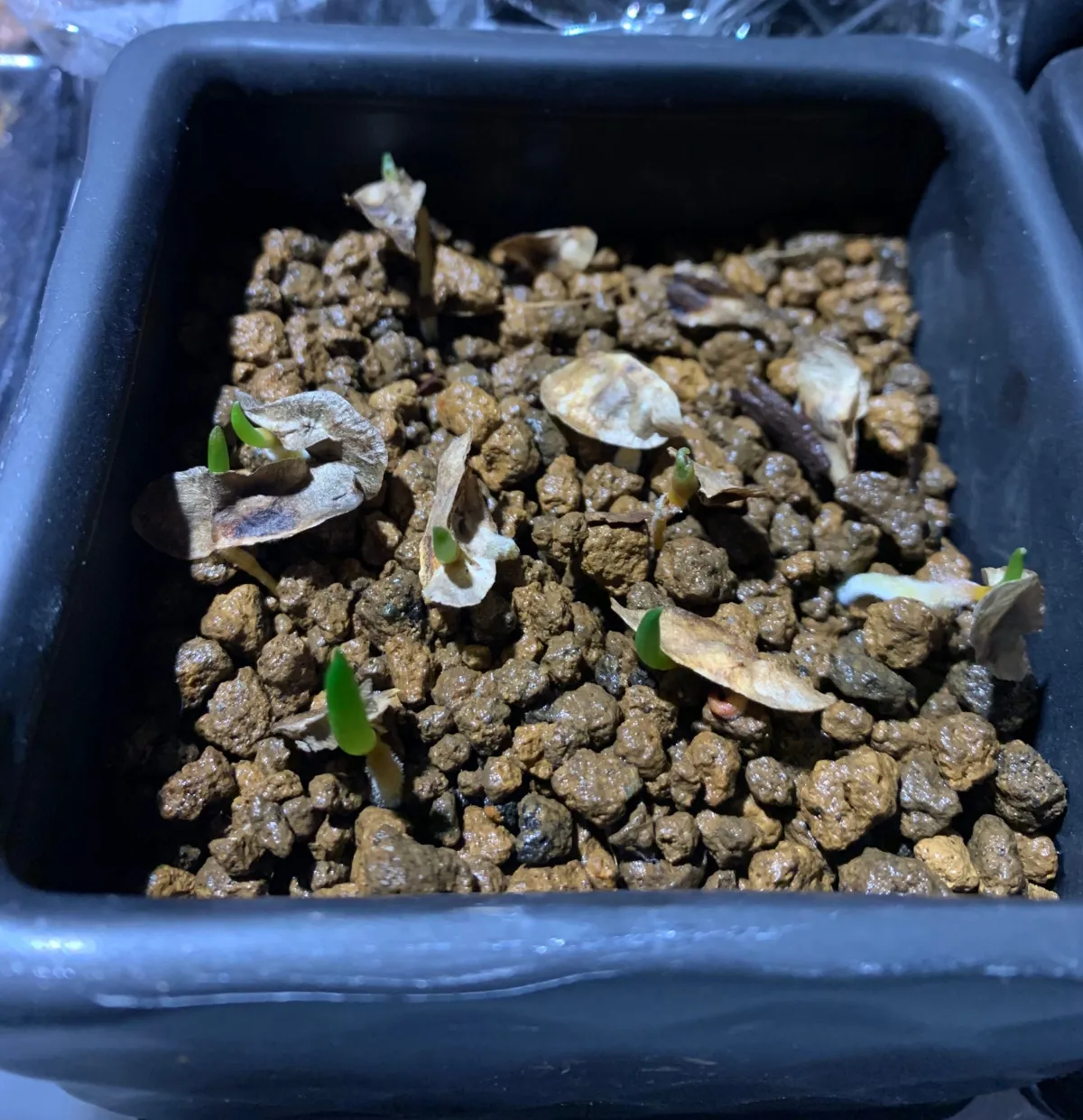 Aloidendron barberae (アロエ バルベラエ)