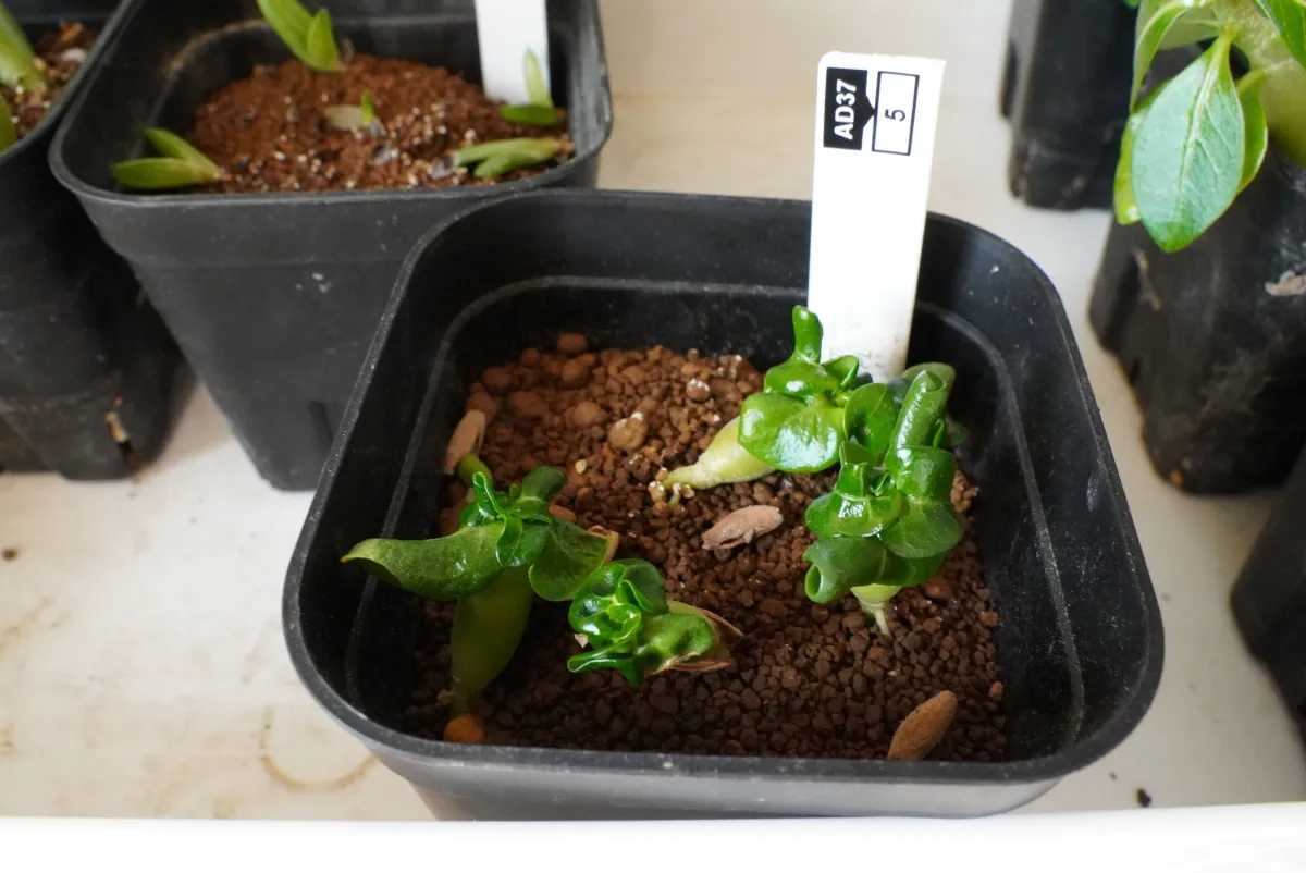 Adenium DHA PPL (アデニウム DHA PPL)