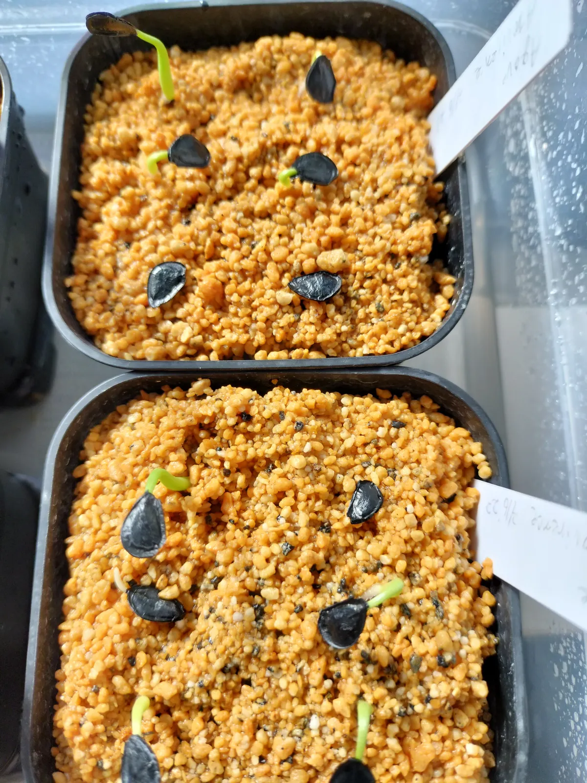 Agave atrovirens var. atrovirens (アガベ アトロビレンス)