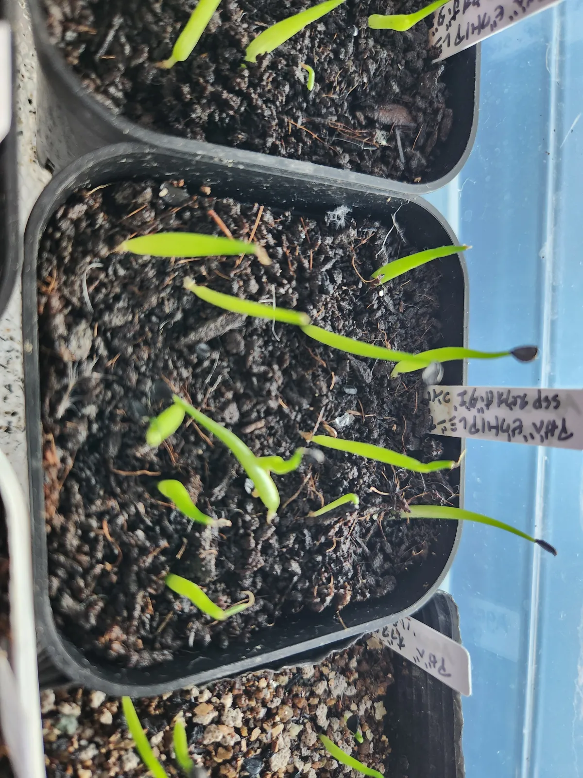 Agave victoriae-reginae ssp. swobodae 'Compacta' (アガベ スワボダエ コンパクタ‘’)