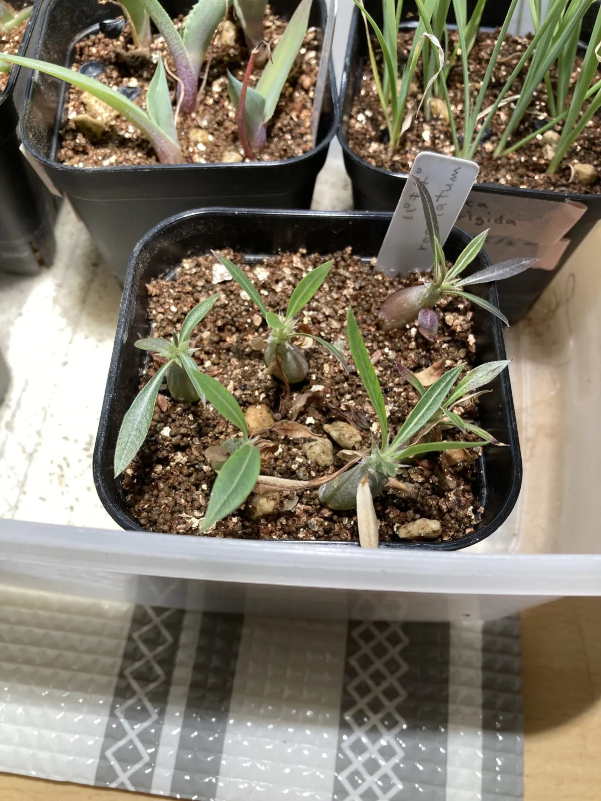 SALE  パキポディウム ロスラーツム